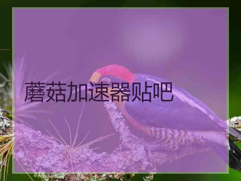 蘑菇加速器贴吧