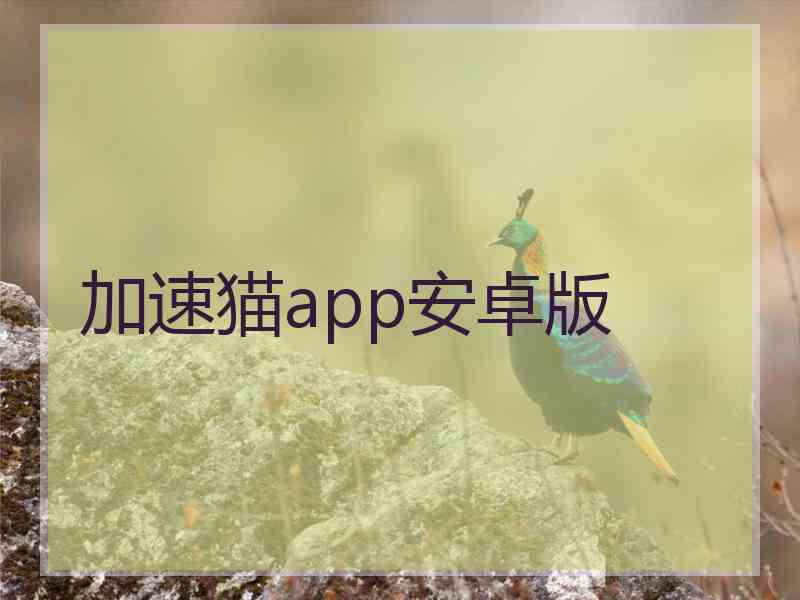 加速猫app安卓版