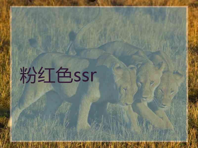 粉红色ssr