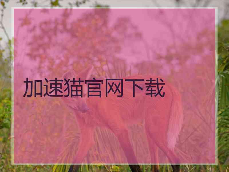 加速猫官网下载