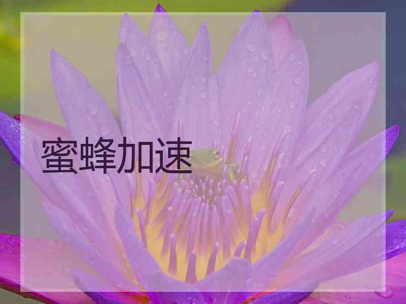 蜜蜂加速