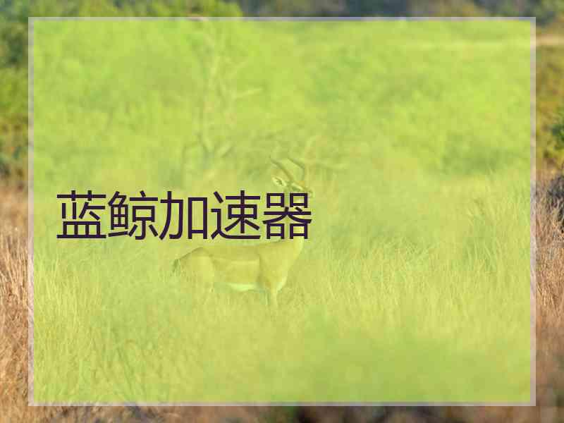蓝鲸加速器