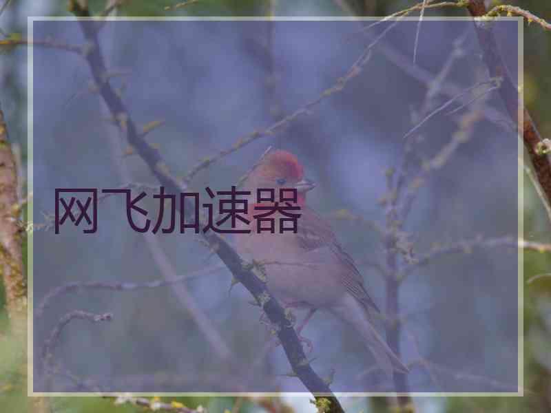 网飞加速器